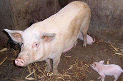 如何解决母猪的跛行问题？母猪养殖技术分享
