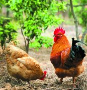养鸡·为什么鸡呼吸道问题会反复？