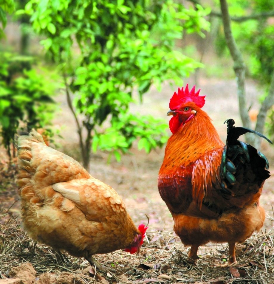 夏季鸡群反复拉稀的原因及防治措施
