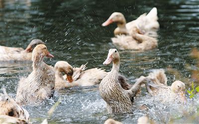 夏季肉鸭关键饲养管理要点（技术指导）