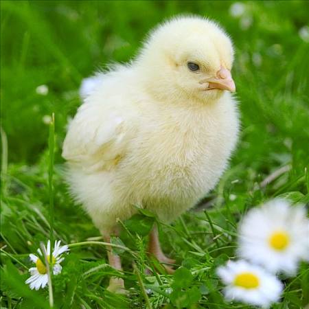 鸡群慢性呼吸道疾病，应该用哪些方法可以起到有效防治？
